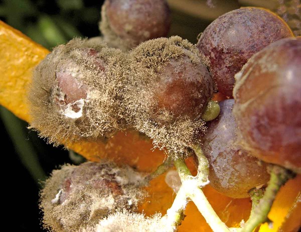 &Scaron;ed&aacute; hniloba hroznů r&eacute;vy