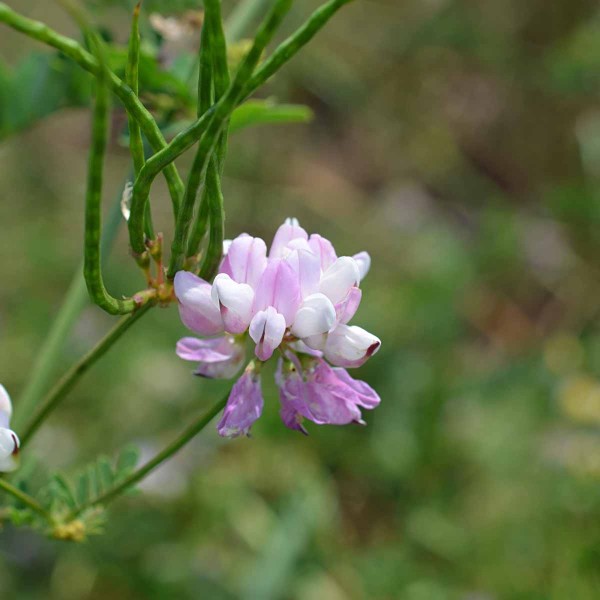 Obr. 2: Čičorka pestr&aacute;