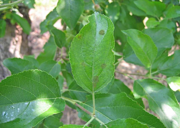 Obr. 1: Poč&aacute;tečn&iacute; napaden&iacute; listů strupovitost&iacute;