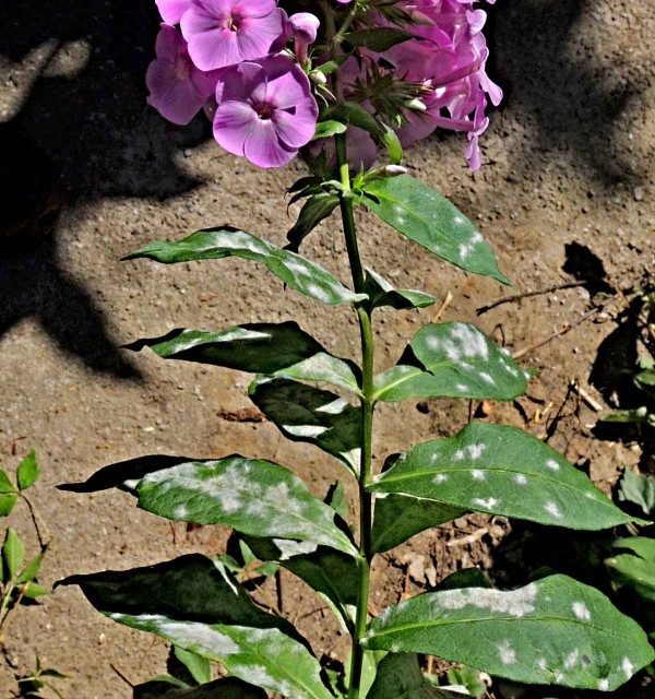 Padlí na plaménce (Pflox) Padlí na plaménce (Pflox)