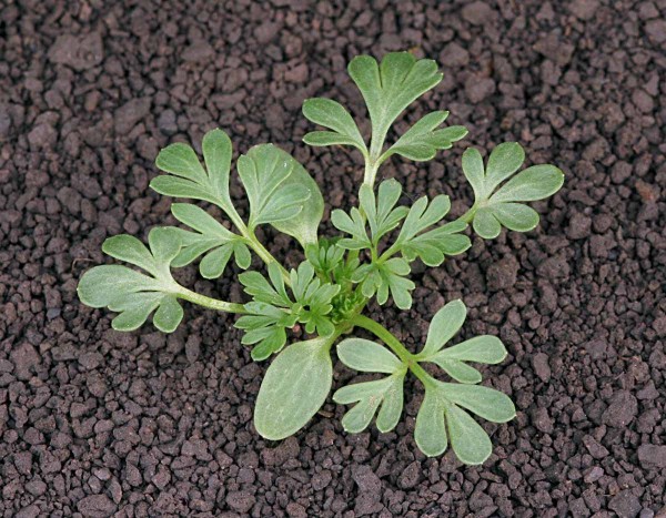 Mlad&aacute; rostlina ostrožky v&yacute;chodn&iacute; ve f&aacute;zi listov&eacute; růžice