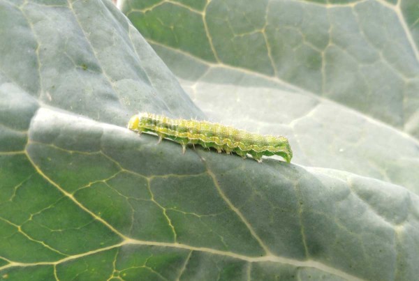 H&uacute;senica mory kapustovej