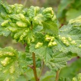 V&yacute;skyt chorob a&nbsp;&scaron;kůdců ovocn&yacute;ch dřevin a&nbsp;r&eacute;vy v&nbsp;roce 2016