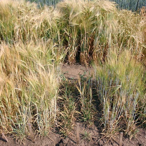 Obr. 2: Odrůdy ozim&eacute;ho ječmene (KWS Ariane, Johanna a&nbsp;Conny) po uměl&eacute; infekci BYDV, v&nbsp;pozad&iacute; neinfikovan&aacute; kontrola