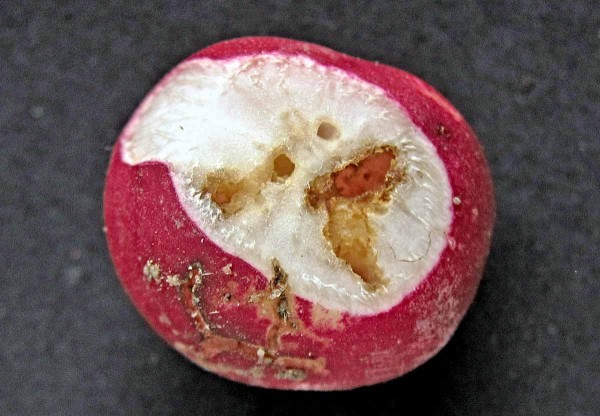 Poškození ředkvičky pochmurnatkou mrkvovou Poškození ředkvičky pochmurnatkou mrkvovou