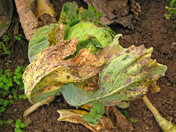 Alternariov&aacute; skvrnitost brukvovit&yacute;ch