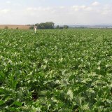 Uplatnění křemíku nejenom ve výživě cukrovky Uplatnění křemíku nejenom ve výživě cukrovky