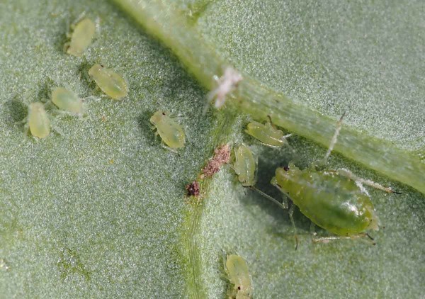Neokř&iacute;dlen&iacute; jedinci m&scaron;ice broskvoňov&eacute;