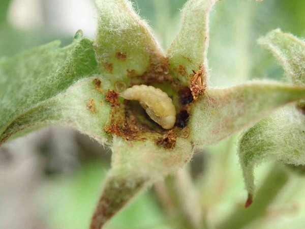 Na poč&aacute;tku května již můžeme nach&aacute;zet kukly květopasa jabloňov&eacute;ho; ochranu ale prov&aacute;d&iacute;me mnohem dř&iacute;ve, již na poč&aacute;tku ra&scaron;en&iacute;