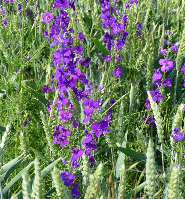 Kvetouc&iacute; rostliny ostrožky v&yacute;chodn&iacute;