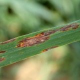 V&yacute;skyt chorob obilnin v&nbsp;odrůdov&yacute;ch pokusech ve vegetačn&iacute;m roce 2018/2019