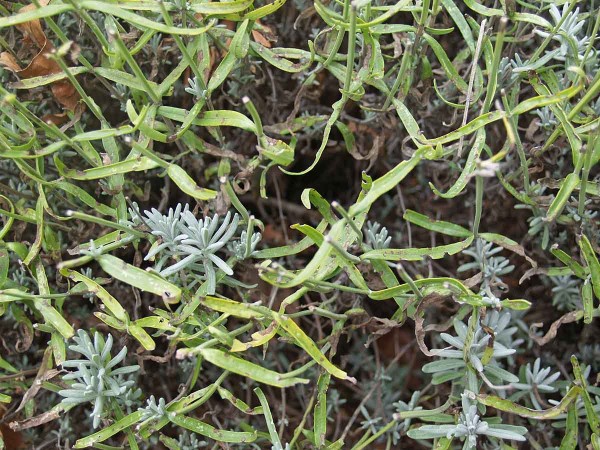 Listov&eacute; skvrny způsoben&eacute; Septoria lavandulae