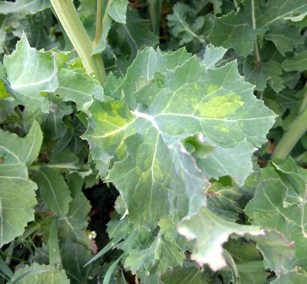 Obr. 7: Příznaky infekce TuYV Obr. 7: Příznaky infekce TuYV