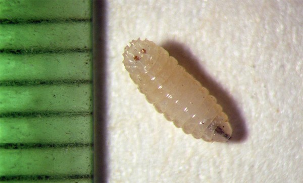 Obr. 3: Larva květilky zeln&eacute;