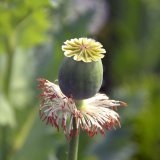 Nepolehl&eacute; porosty a&nbsp;zdrav&eacute; makovice zajist&iacute; Tilmor