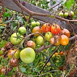 Aktu&aacute;ln&iacute; přehled ochrany zahrad, sadů a&nbsp;vinic - z&aacute;ř&iacute;, ř&iacute;jen a&nbsp;listopad 2017