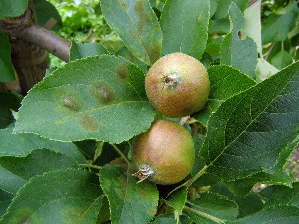 Symptomatick&eacute; projevy prim&aacute;rn&iacute;ch infekc&iacute; strupovitosti se mohou objevit již na konci měs&iacute;ce května