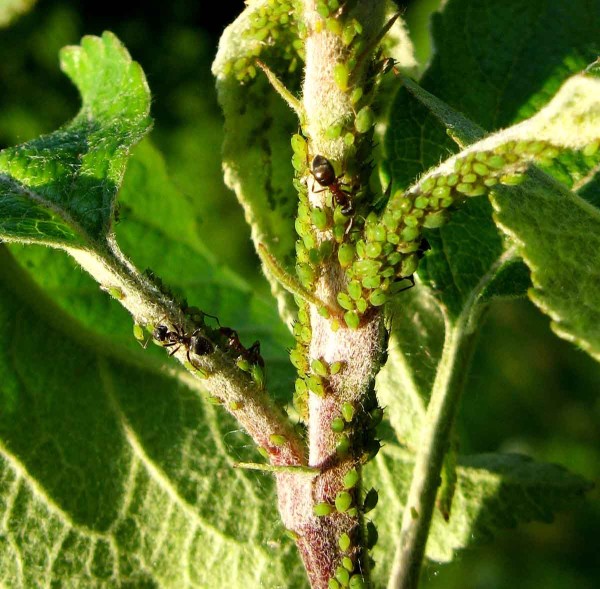 Mšice jabloňová Mšice jabloňová