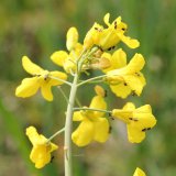 Nepř&iacute;m&yacute; monitoring &scaron;kůdců