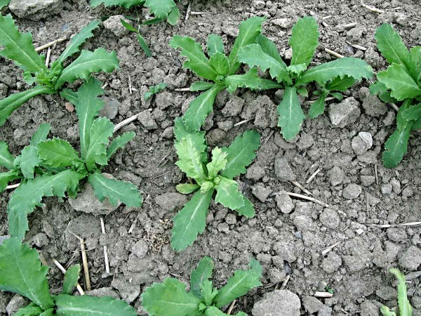 Plíseň máku - primární infekce Plíseň máku - primární infekce