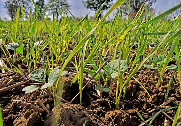 V&yacute;drol obilniny v&nbsp;řepce