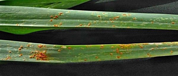 Rzivost česnekovitých Rzivost česnekovitých