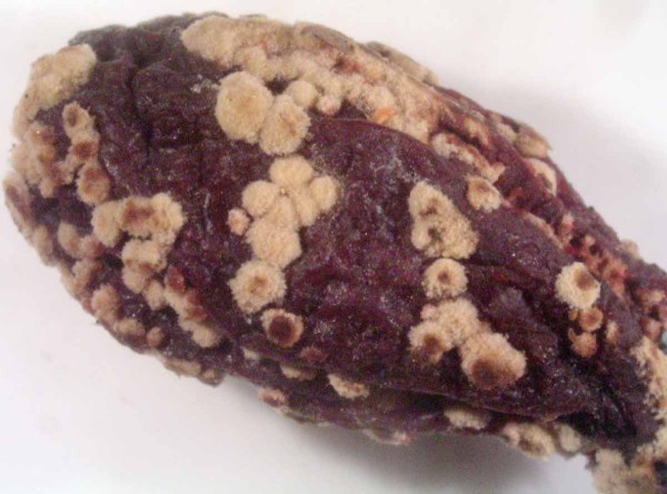 Monilia sp. na plodu