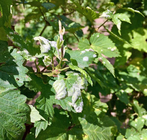 Obr. 5: Napaden&yacute; postrann&iacute; v&yacute;hon P. macularis, na spodn&iacute;m listu jsou patrn&eacute; i&nbsp;př&iacute;znaky P. humuli v&nbsp;podobě žlutozelen&yacute;ch skvrn