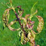 Aktu&aacute;ln&iacute; přehled ochrany zahrad, sadů a&nbsp;vinic - Leden a&nbsp;&uacute;nor 2017