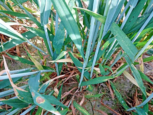 Obr. 1: Průměrné napadení kontroly, 2017 Obr. 1: Průměrné napadení kontroly, 2017