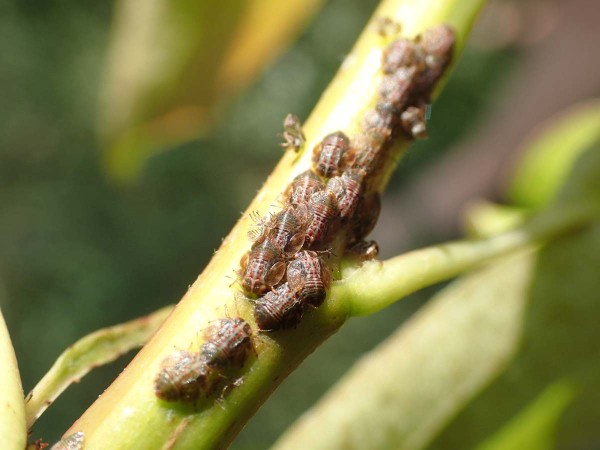 L4–L5 nymfy mery skvrnité L4–L5 nymfy mery skvrnité