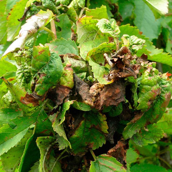 Mšice třešňová Mšice třešňová