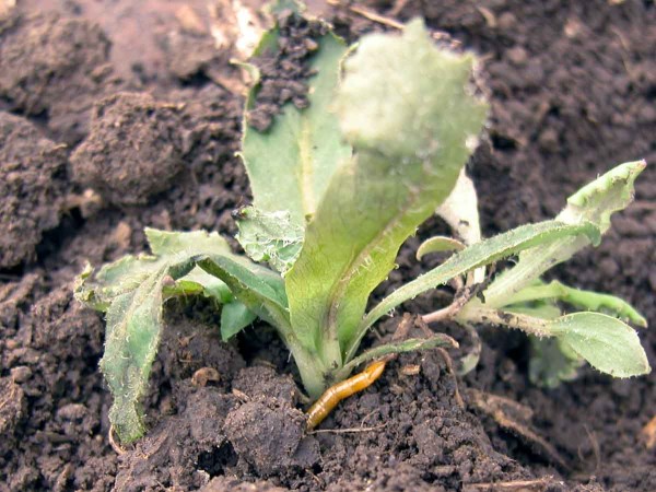 Obr. 10: Mák napadený drátovci Obr. 10: Mák napadený drátovci