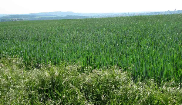  K&nbsp;hnojen&iacute; a&nbsp;o&scaron;etřov&aacute;n&iacute; porostů je potřeba přistupovat variabilně