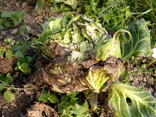 Alternariov&aacute; skvrnitost brukvovit&yacute;ch na pekingsk&eacute;m zel&iacute;