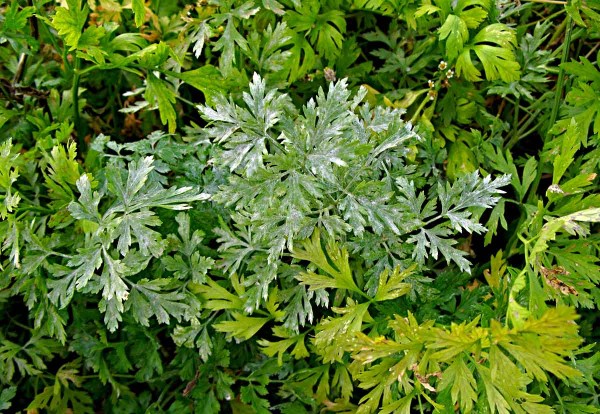 Padlí miříkovitých na mrkvi Padlí miříkovitých na mrkvi