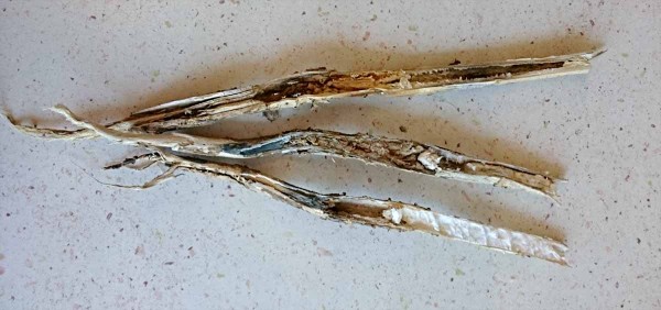 Zničené koreňové kŕčky a korene repky na konci vegetačnej doby 2. júla Zničené koreňové kŕčky a korene repky na konci vegetačnej doby 2. júla