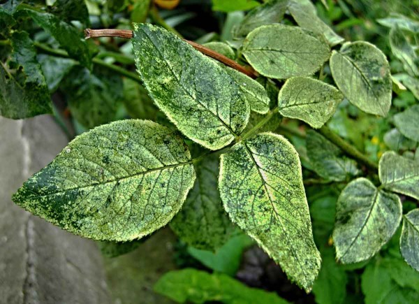 Pidikřísek šípkový - posátí listů Pidikřísek šípkový - posátí listů