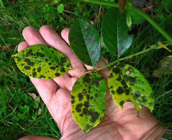 Černá skvrnitost růží Černá skvrnitost růží