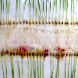 Využit&iacute; biologick&eacute; ochrany v&nbsp;produkci rostlin