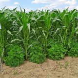 Vliv podsevů v&nbsp;kukuřici z&nbsp;hlediska omezen&iacute; eroze