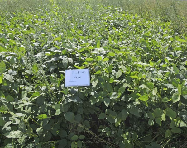 POST Kabuki 0,15 l/ha