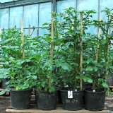 Př&iacute;znaky, &scaron;&iacute;řen&iacute; a&nbsp;kontrola bakteri&aacute;ln&iacute; kroužkovitosti bramboru