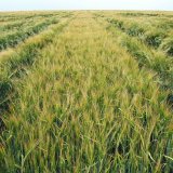 Jarn&iacute; ječmen nepolehne