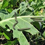 Aktu&aacute;ln&iacute; přehled ochrany zahrad, sadů a&nbsp;vinic - květen a&nbsp;červen 2018