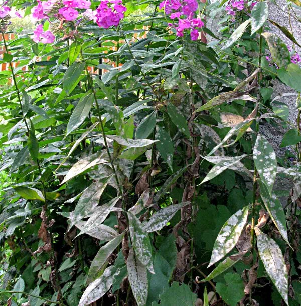 Padlí na floxech Padlí na floxech