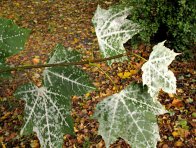 Padlí na javoru Padlí na javoru