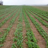 P&aacute;sov&eacute; v&yacute;sevy meziplodin v&nbsp;pěstebn&iacute;ch syst&eacute;mech kukuřice set&eacute;