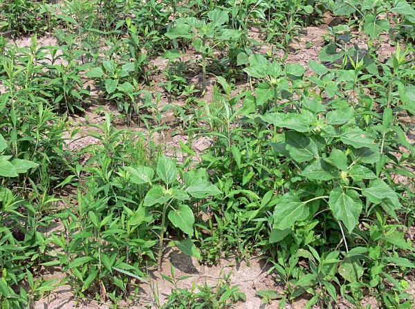 Zlatobyľ kanadsk&aacute; v&nbsp;slnečnici