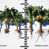 Technológia Galleko® v porastoch repky ozimnej pod optikou výskumných inštitúcií Technológia Galleko® v porastoch repky ozimnej pod optikou výskumných inštitúcií